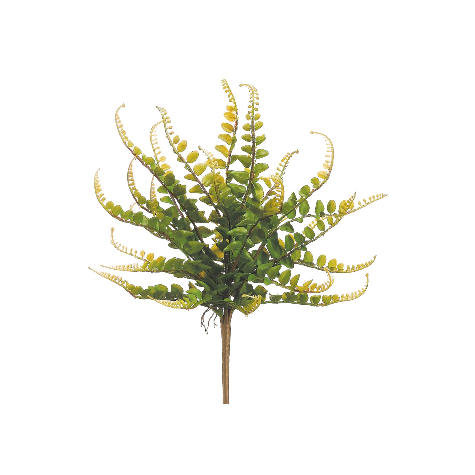 Button Fern Bush